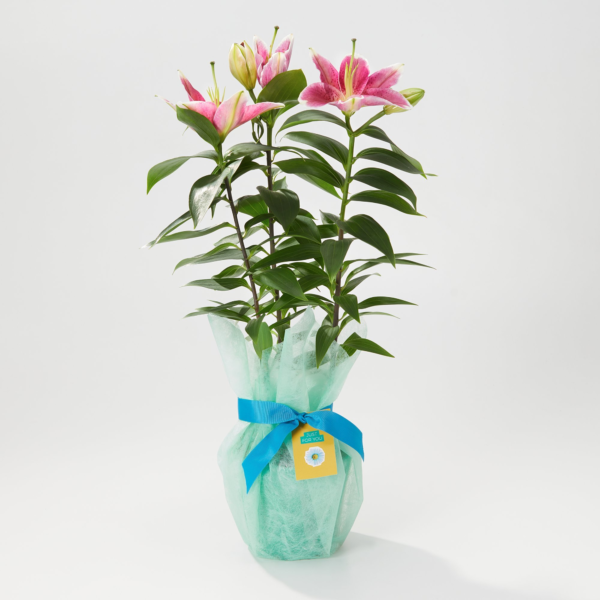 Gift Wrapped Oriental Lily