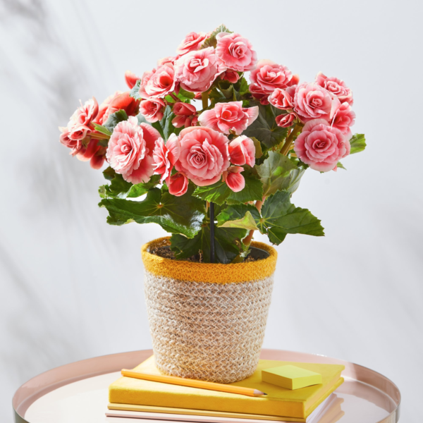 Beautiful Begonia Basket