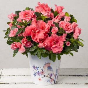 Pink Azalea in Ceramic Bird Pot