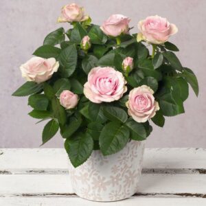 Pink Rose in Ceramic Floral Pot