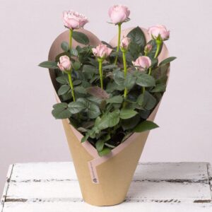 Valentine's Pink Rose Plant