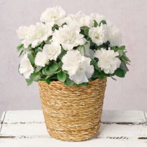 White Azalea in Seagrass Pot