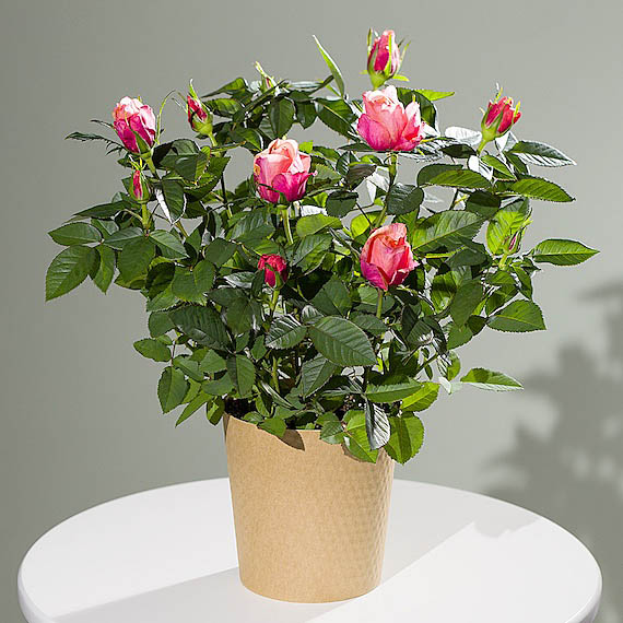 Autumn Rose Plant